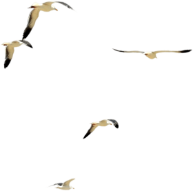 Flying Birds PNG Photo