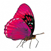 Flying Purple Butterfly PNG