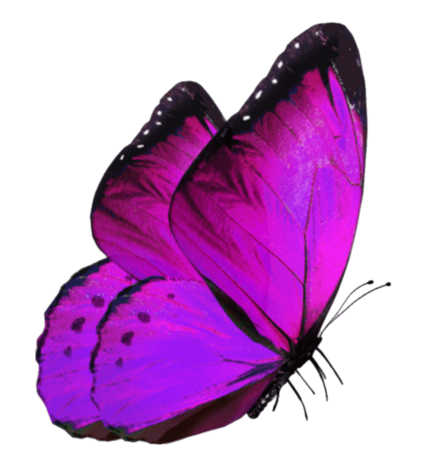 Flying Purple Butterfly PNG Image