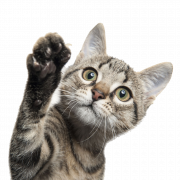 Funny Cat PNG HD Image