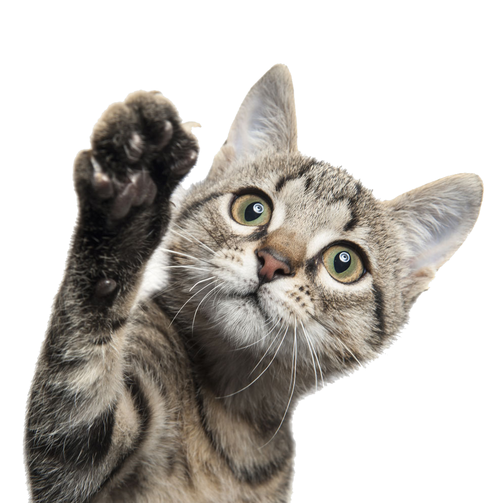 Funny Cat PNG HD Image