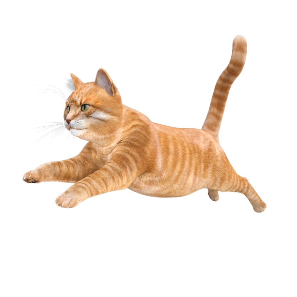 Funny Cat PNG Pic