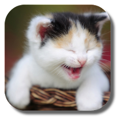 Funny Cat PNG Picture
