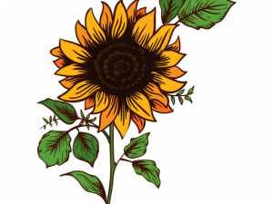 Girasol PNG Picture