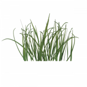 Grass Texture PNG Cutout