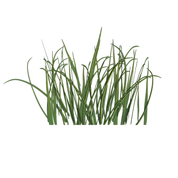 Grass Texture PNG Cutout