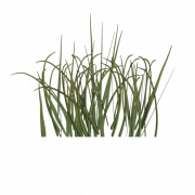 Grass Texture PNG Images