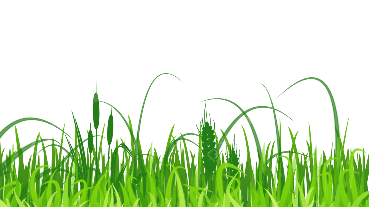 Grass Texture PNG Images HD