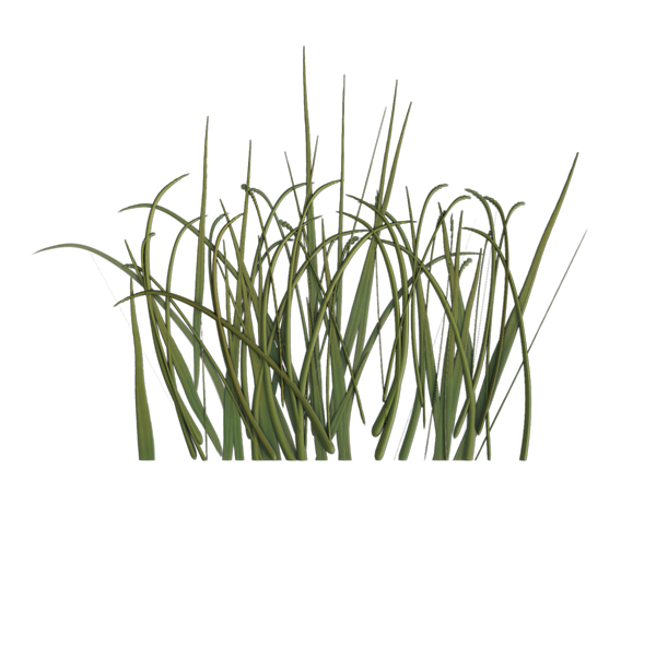 Grass Texture PNG Images