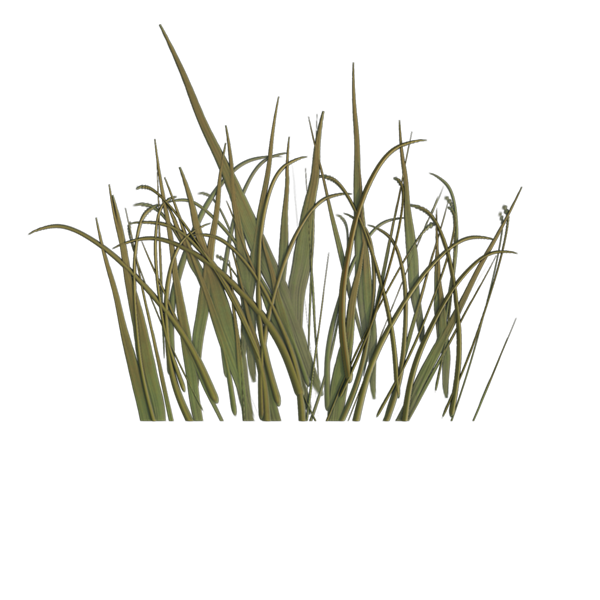 Grass Texture PNG Photos