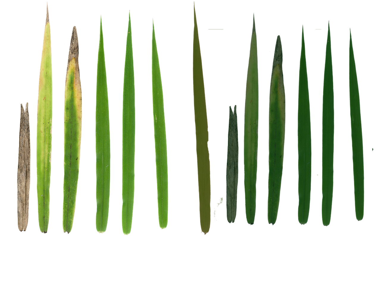 Grass Texture PNG