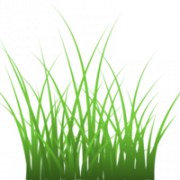 Grass Texture Transparent