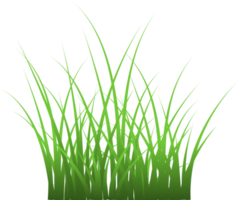Grass Texture Transparent