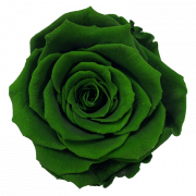 Green Flower PNG