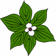 Green Flower PNG Cutout