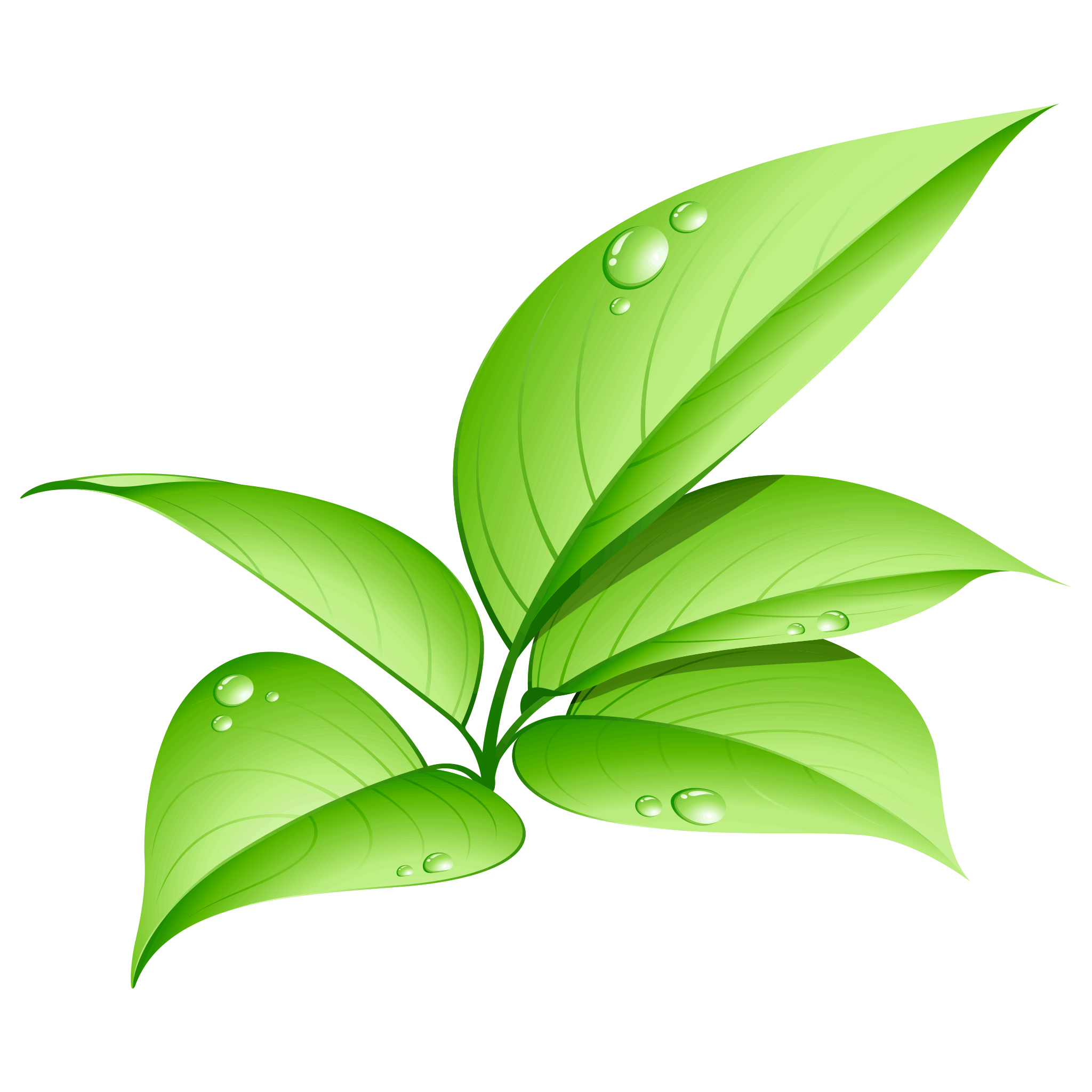 Green Leaf Background PNG