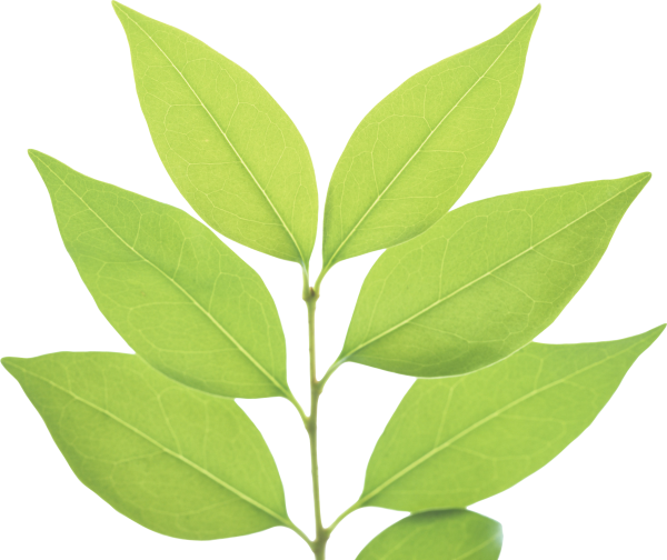 Green Leaf PNG Image File