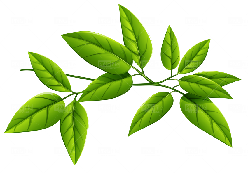 Green Leaf PNG Photos
