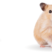Hamster Background PNG