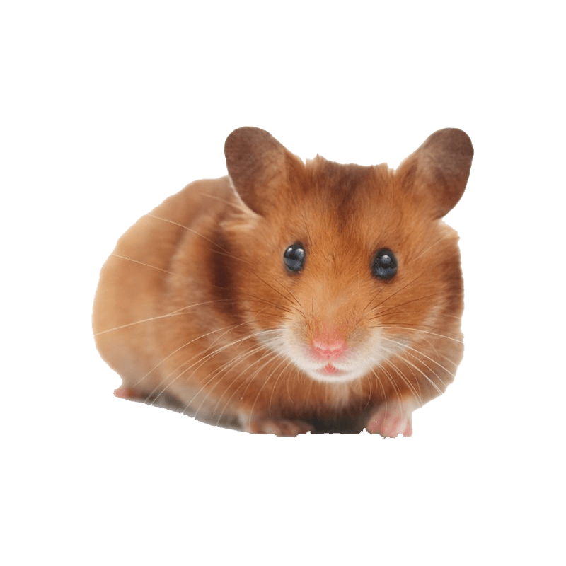 Hamster No Background