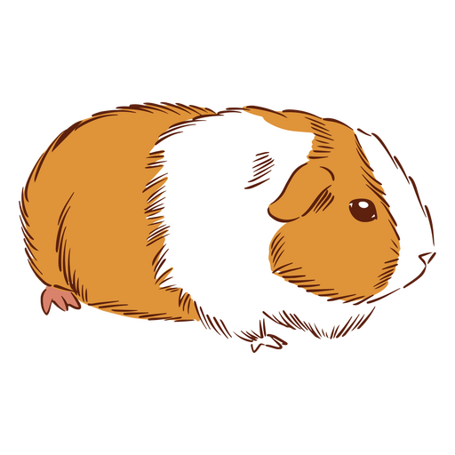 Hamster PNG Clipart