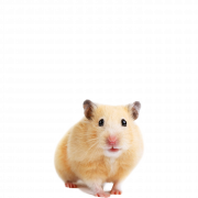 Hamster PNG Image File