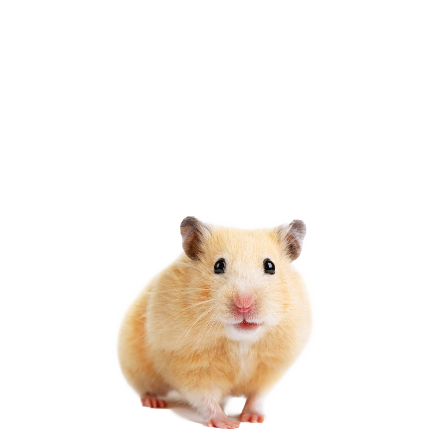 Hamster PNG Image File