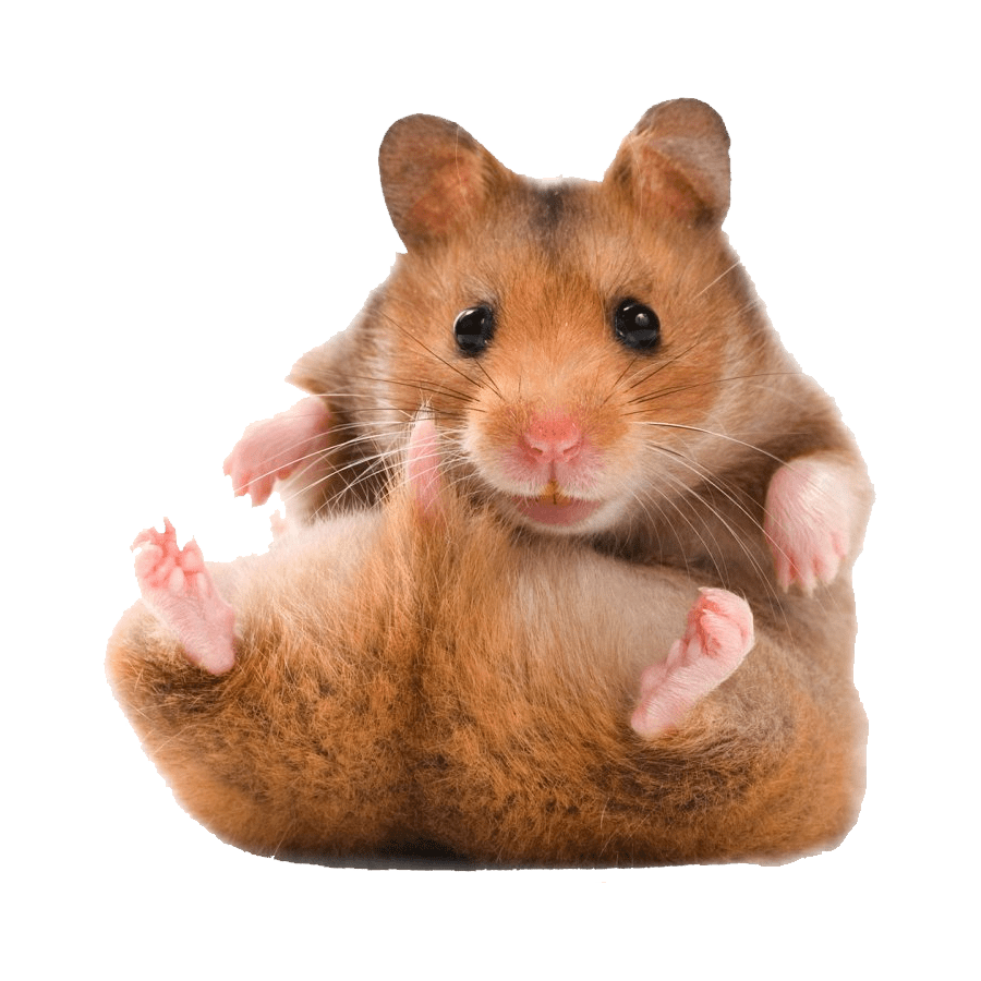 Hamster PNG Image HD