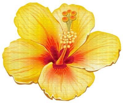 Hawaii Flower PNG Photo