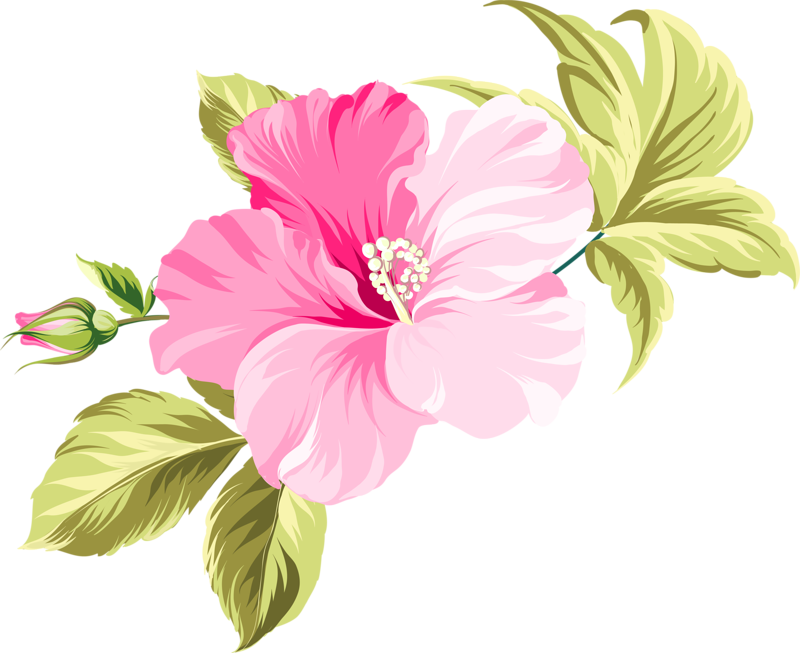 Hawaii Flower PNG Picture