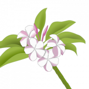 Hawaiian Flowers PNG Free Image