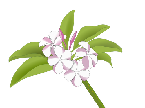 Hawaiian Flowers PNG Free Image