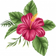 Hawaiian Flowers PNG Images HD