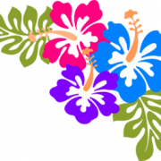 Hawaiian Flowers PNG Pic