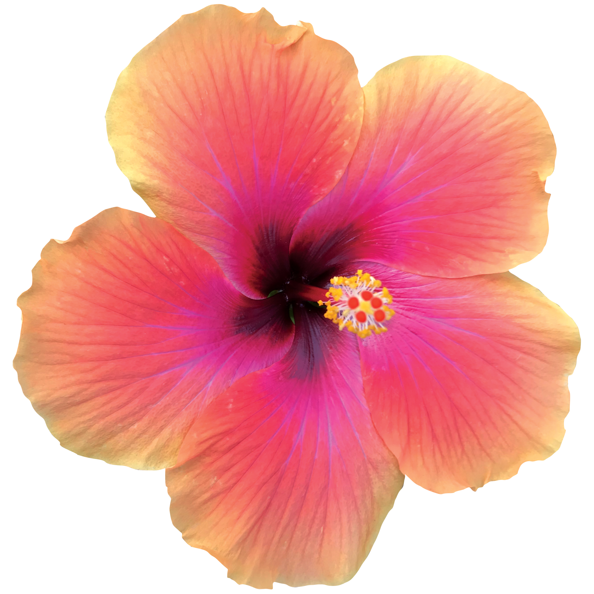 Hibiscus Flower Background PNG