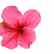 Hibiscus Flower PNG Background