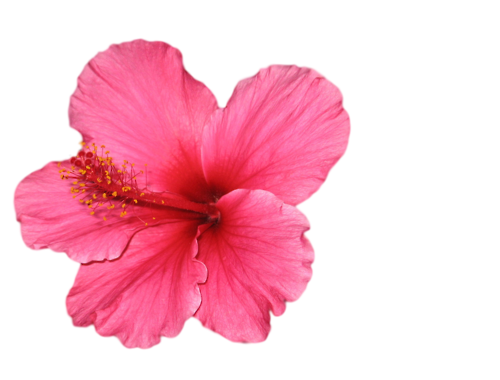 Hibiscus Flower PNG Background