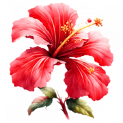 Hibiscus Flower PNG File