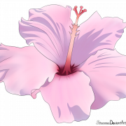 Hibiscus Flower PNG Free Image