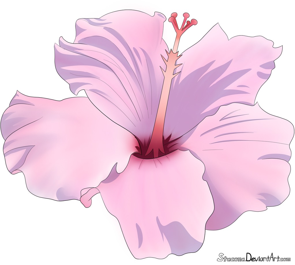 Hibiscus Flower PNG Free Image