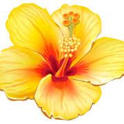 Hibiscus Flower PNG Image