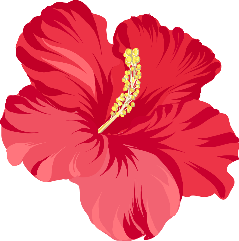 Hibiscus Flower PNG Image File