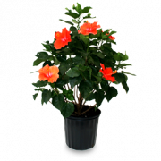 Hibiscus Flower PNG Image HD