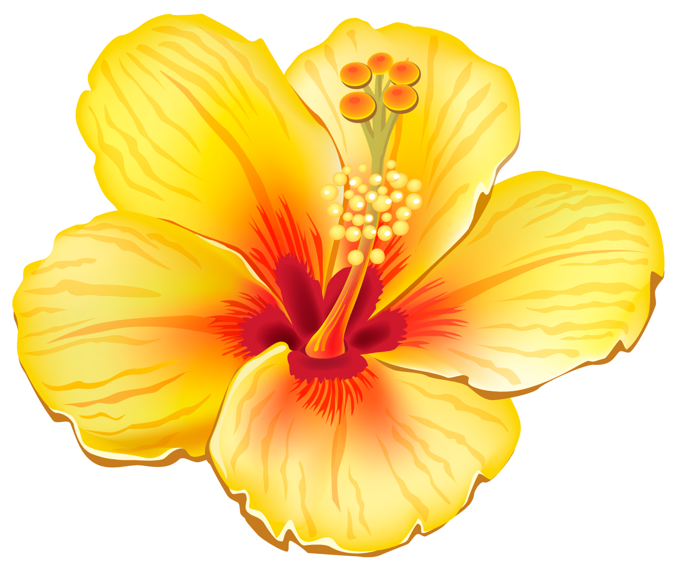Hibiscus Flower PNG Image