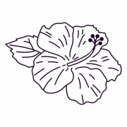 Hibiscus Flower PNG Images
