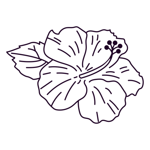 Hibiscus Flower PNG Images