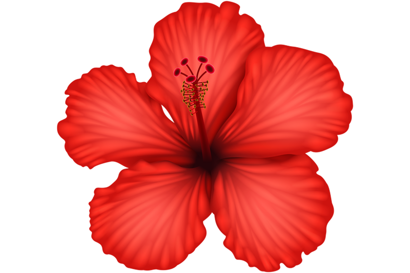 Hibiscus Flower PNG Photo
