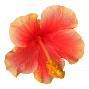 Hibiscus Flower PNG Photos