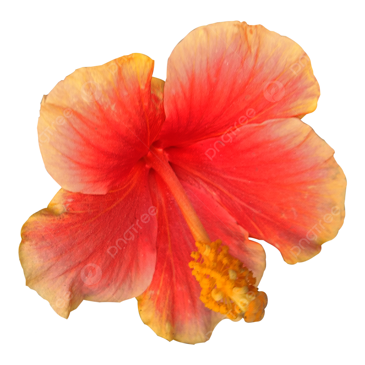Hibiscus Flower PNG Photos