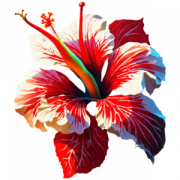 Hibiscus Flower PNG Pic